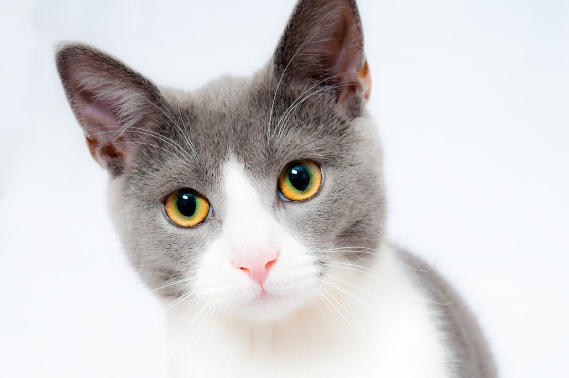 Hoe houd je je kat gezond en gelukkig?